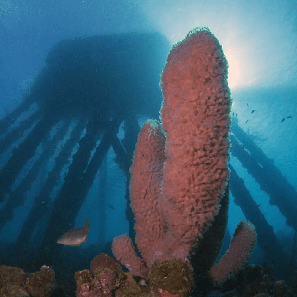Deep marine sea life bonaire