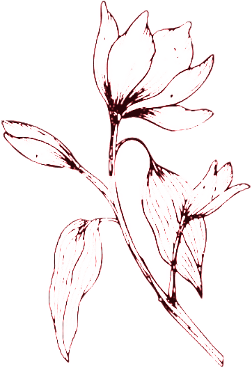 Lamb Hand Drawing