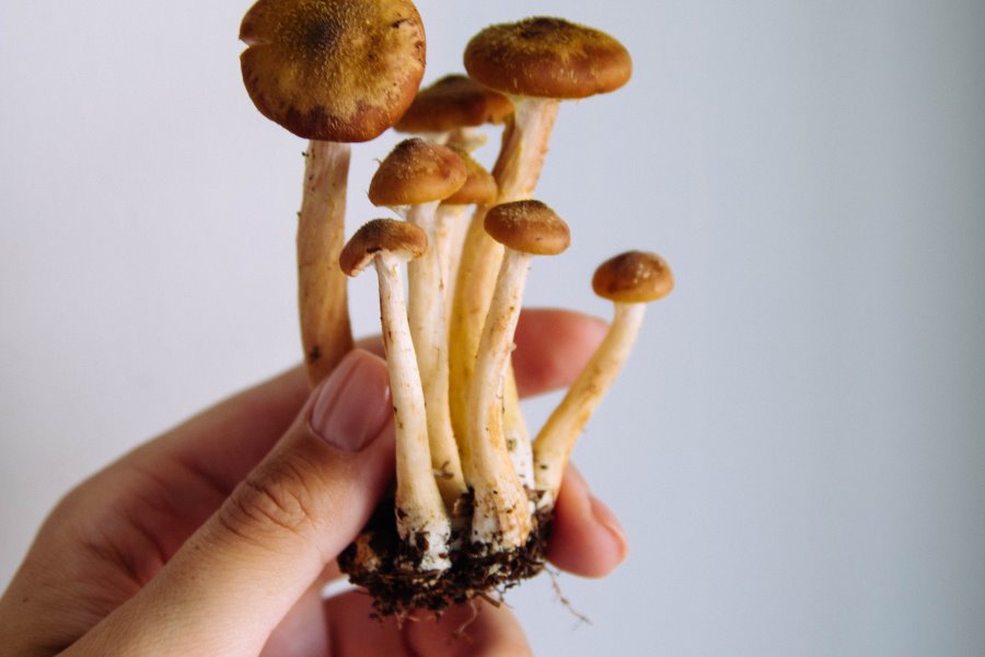 Funghi con tracce di terra