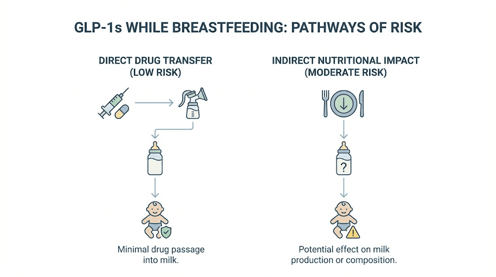 GLP-1 breastfeeding risks diagram showing direct versus indirect pathways