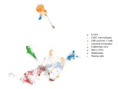 Canine osteosarcoma single-cell UCE embedding with labeled immune, stromal, endothelial, osteoclast, and tumor cell populations