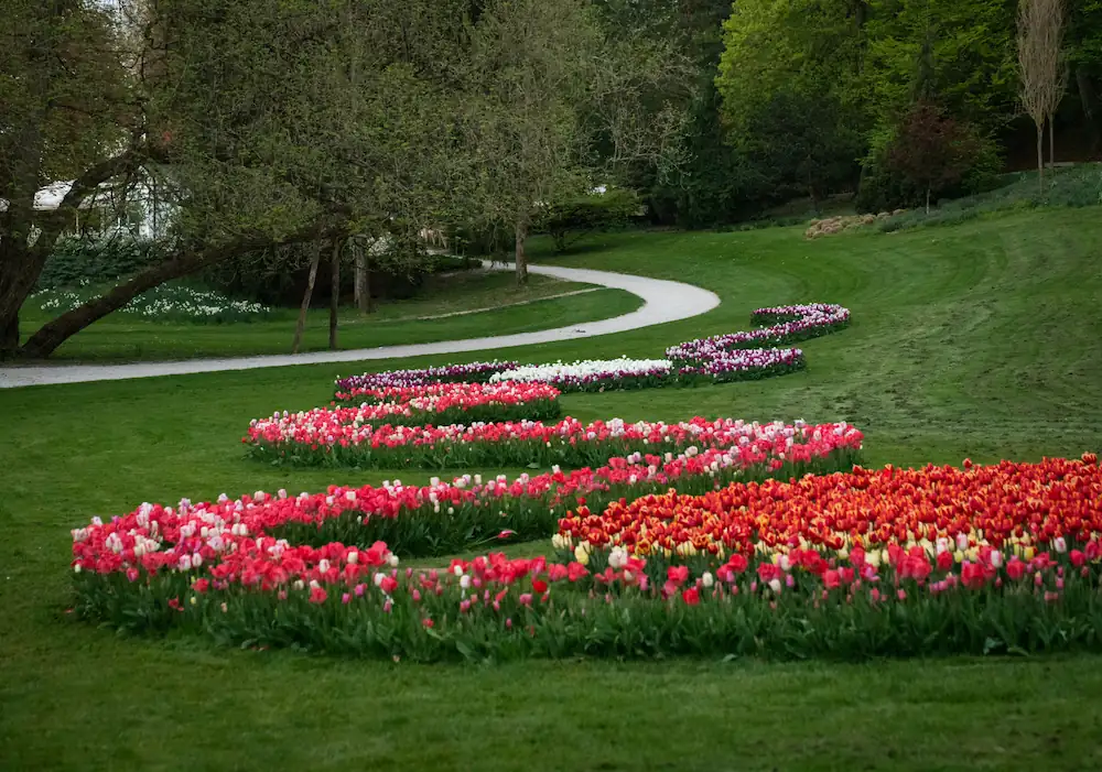 A winding, snake-like flower bed of colorful red, pink, and white tulips in full bloom at Volčji Potok Arboretum, Slovenia, set against a lush green lawn and a curved walking path during spring.