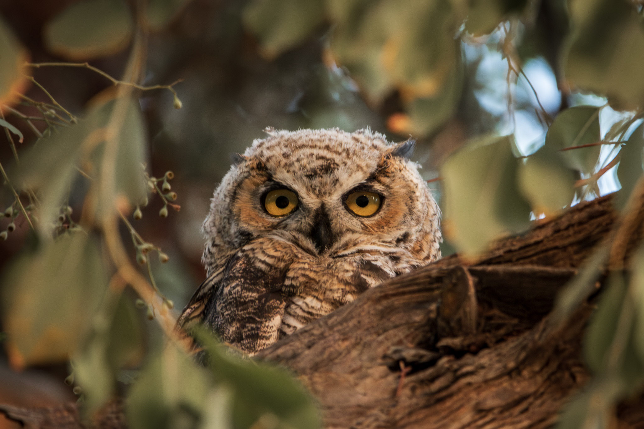 Owl looking down from a tree