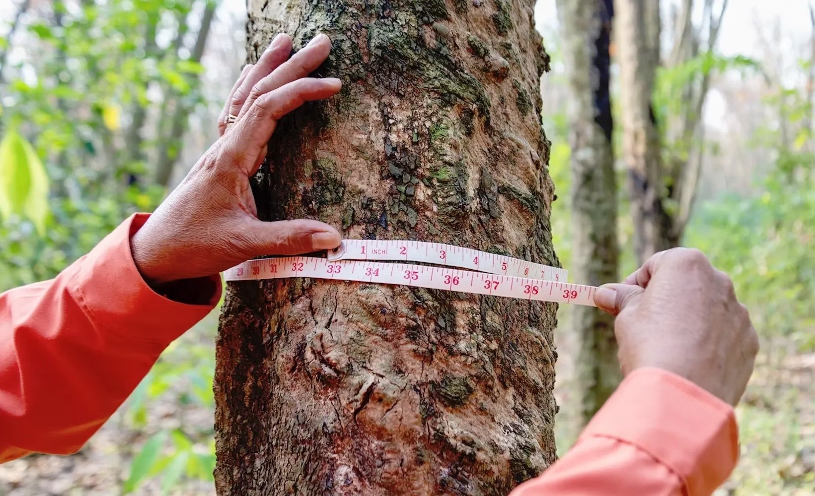 Tree planting and afforestation