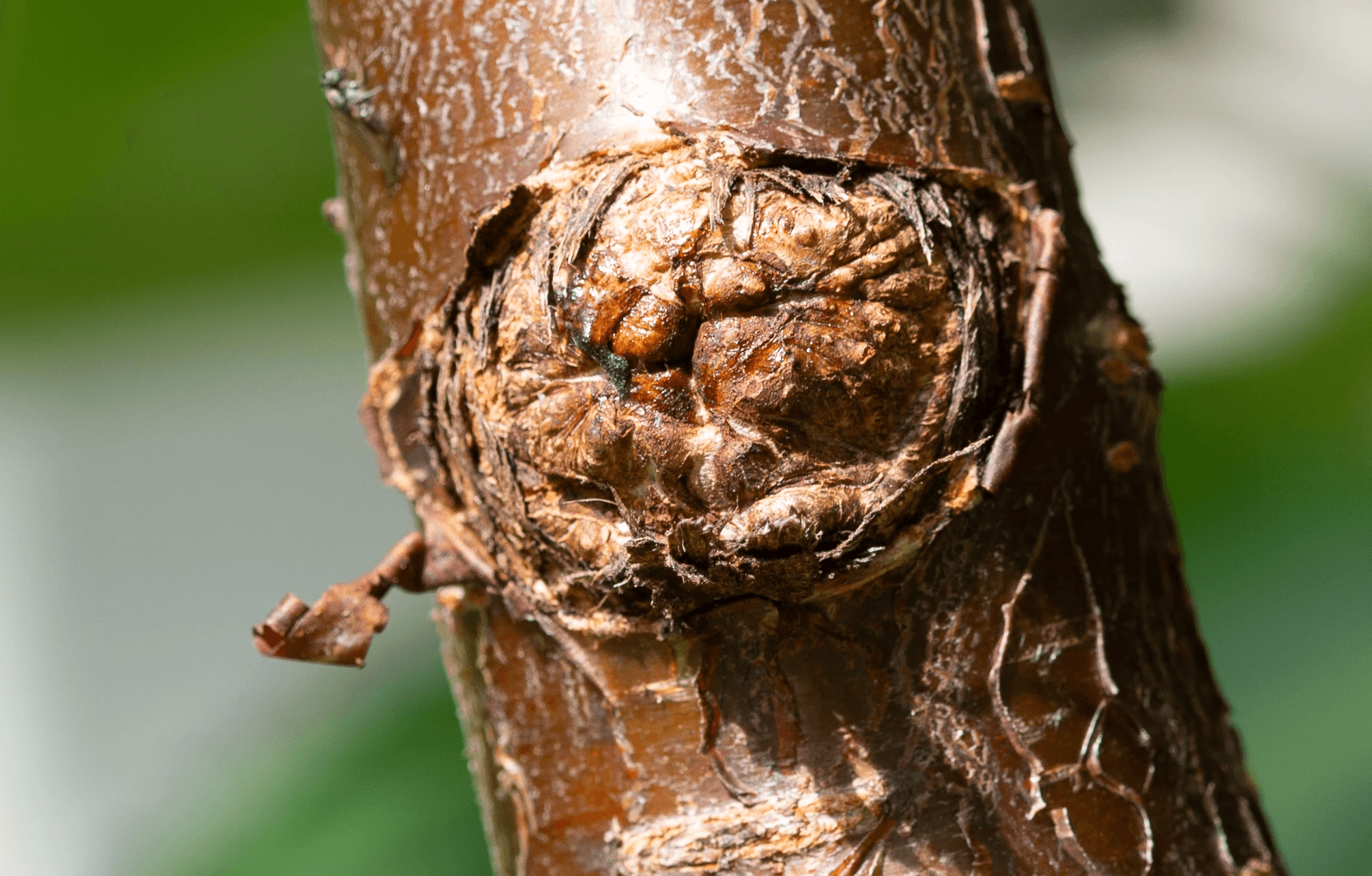 chancre de l'écorce maladie arbre