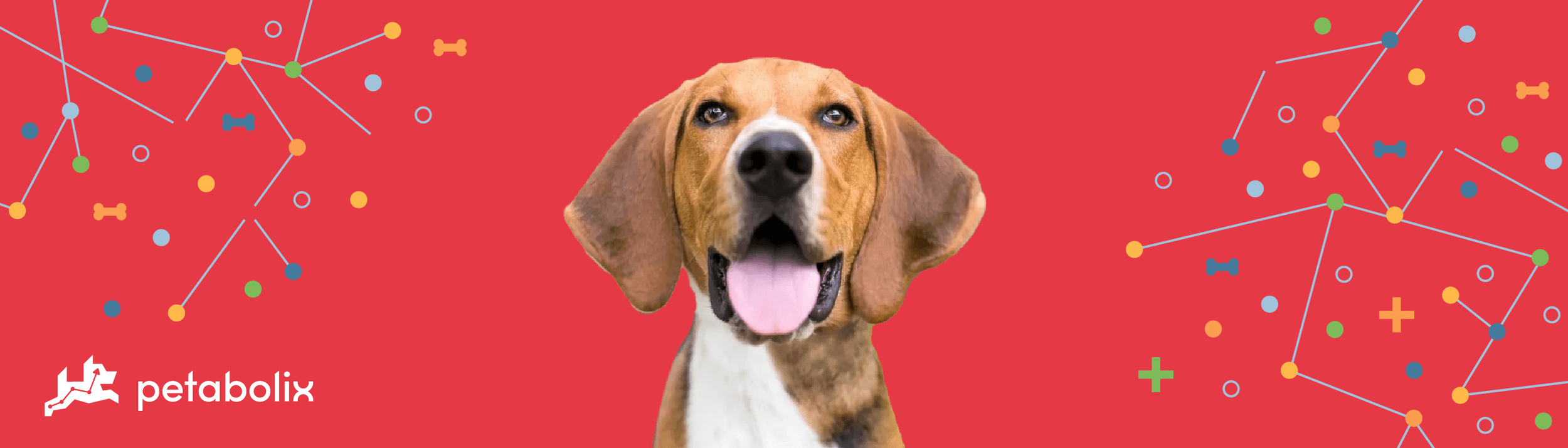 American Foxhound image