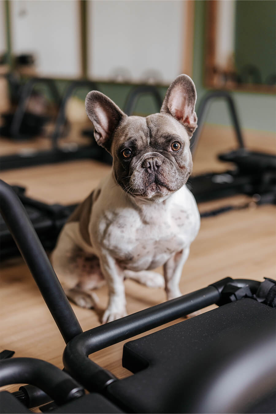 chien dans le studio de pilates Yu Burn Club à Ajaccio