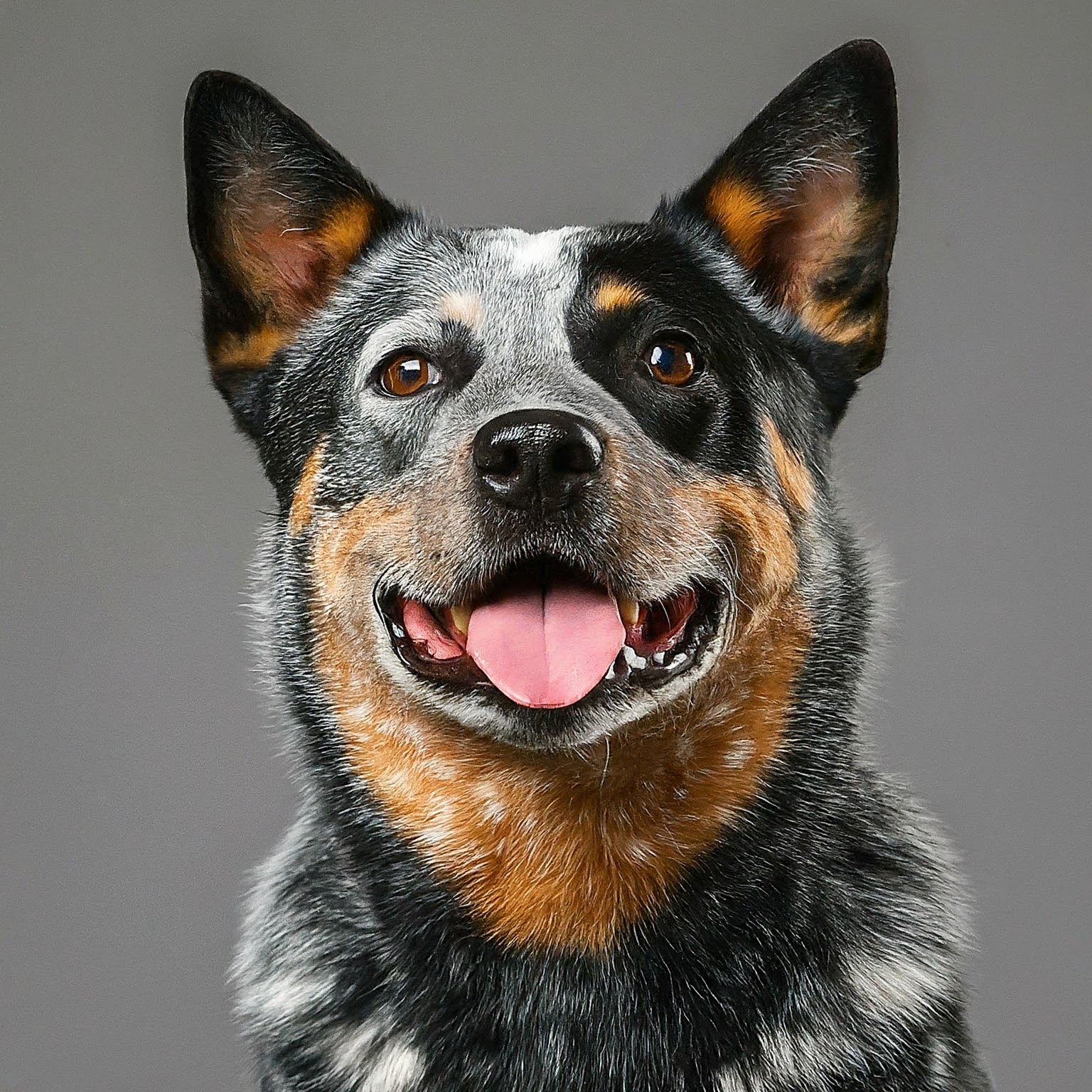 BUDDYUNO, Australian Cattle Dog