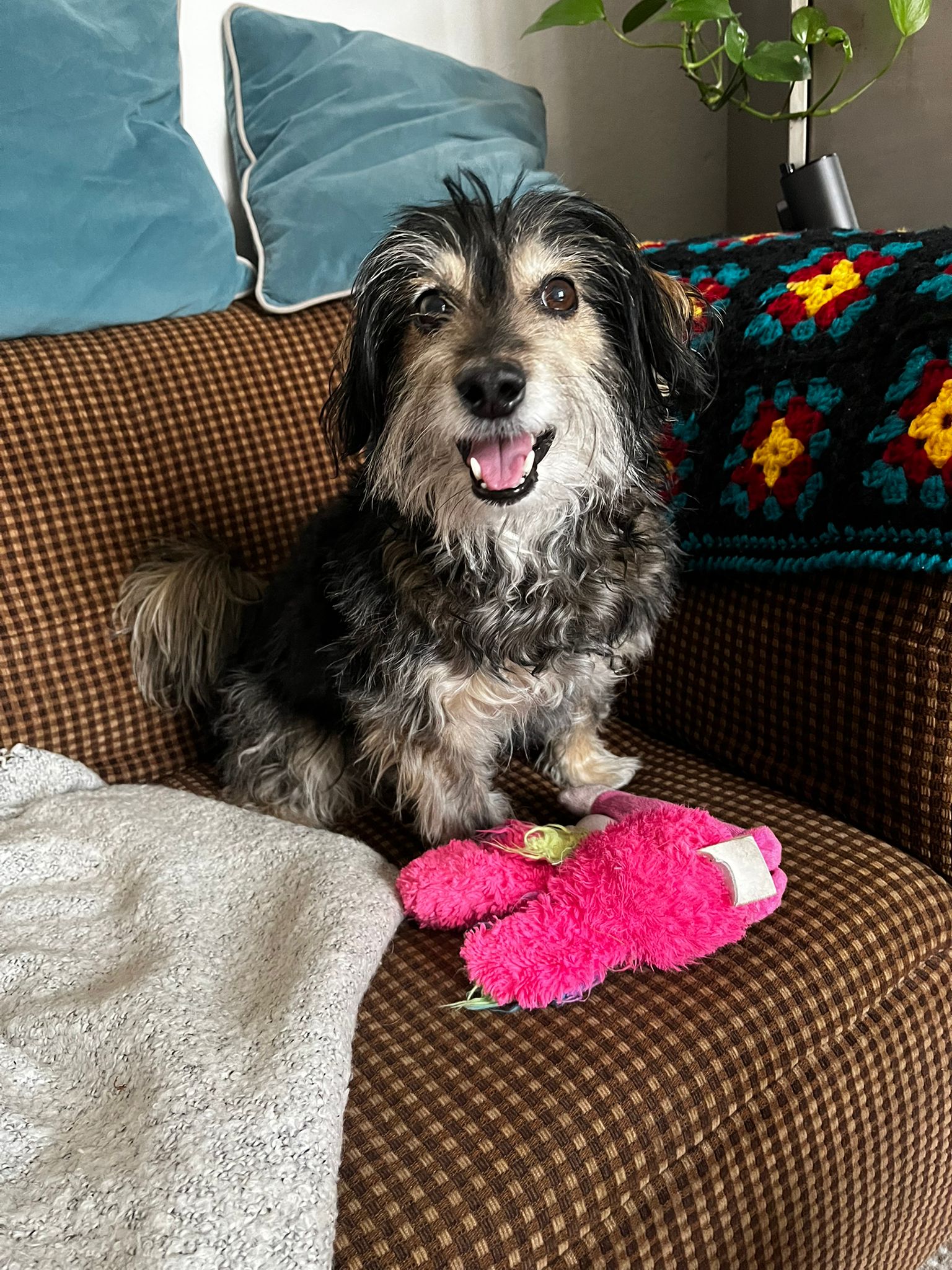 happy puppy portrait