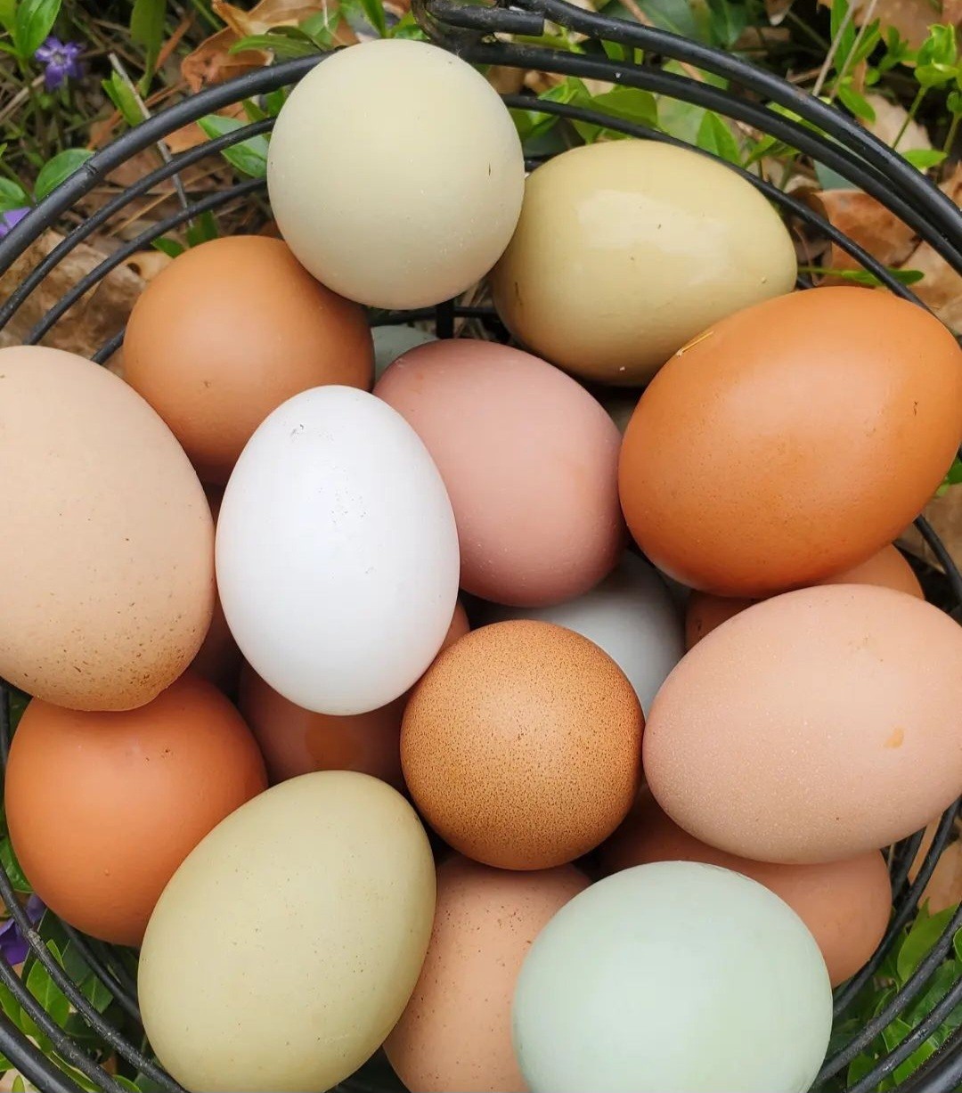 Farm Fresh Eggs