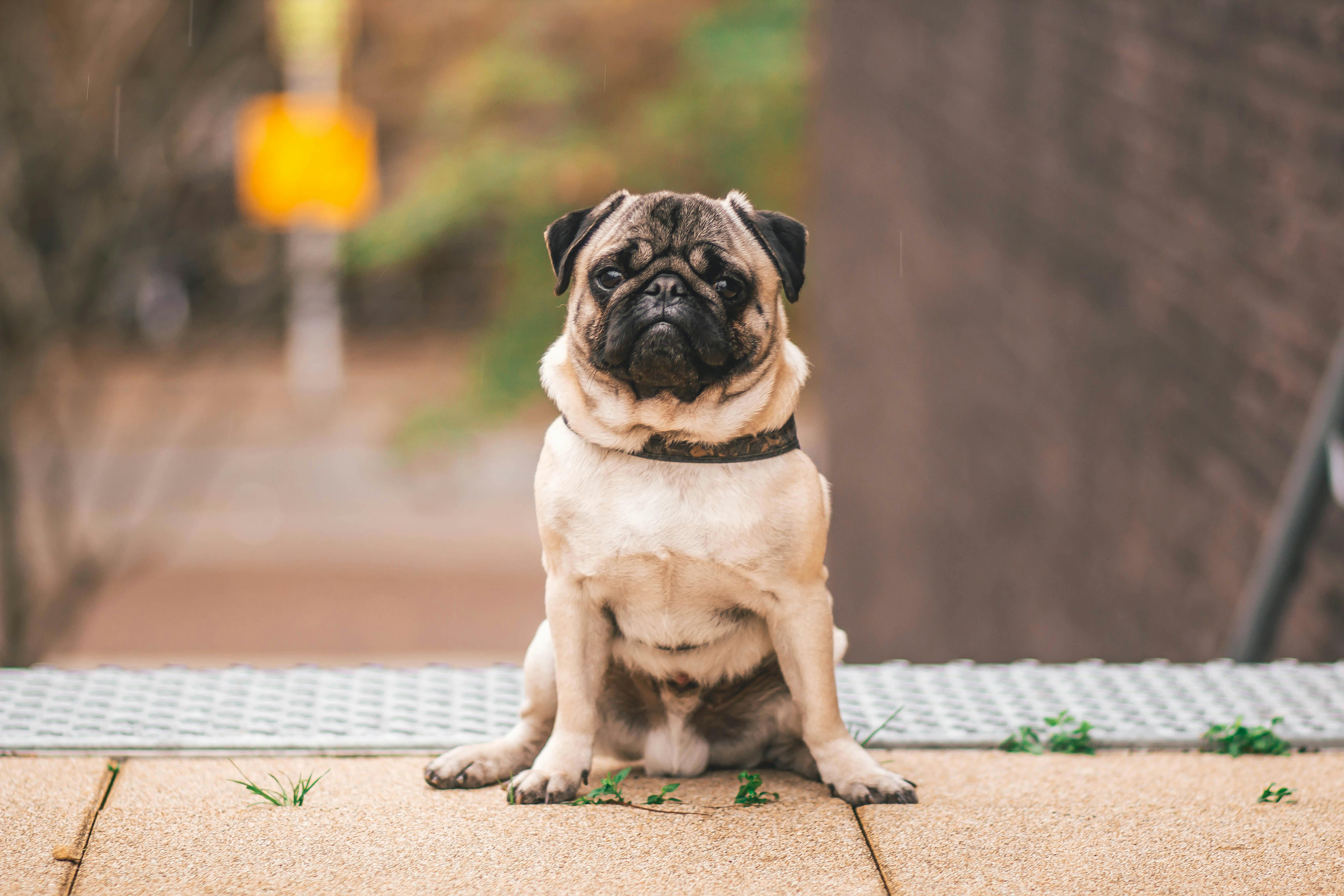 Your Guide to Dog-Friendly Cafes & Restaurants in Dubai