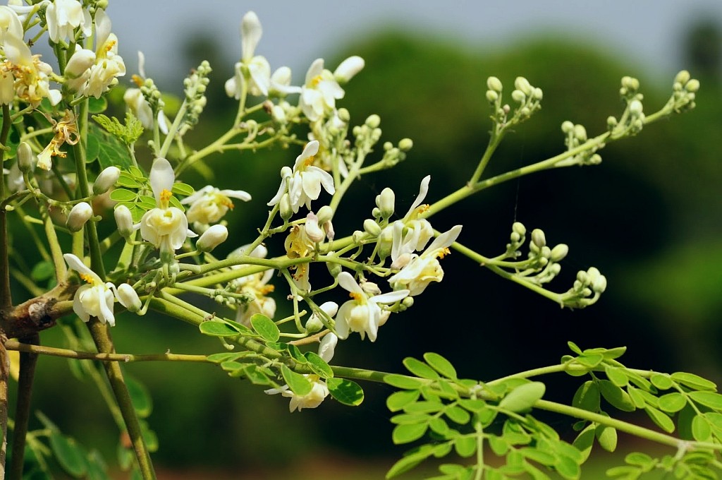 Moringa Herb Profile
