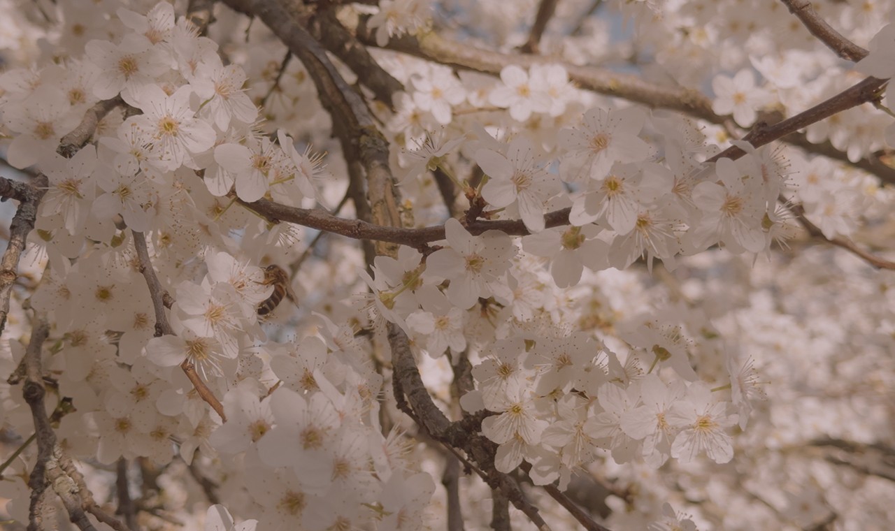 White magnolias on their tree in bloom