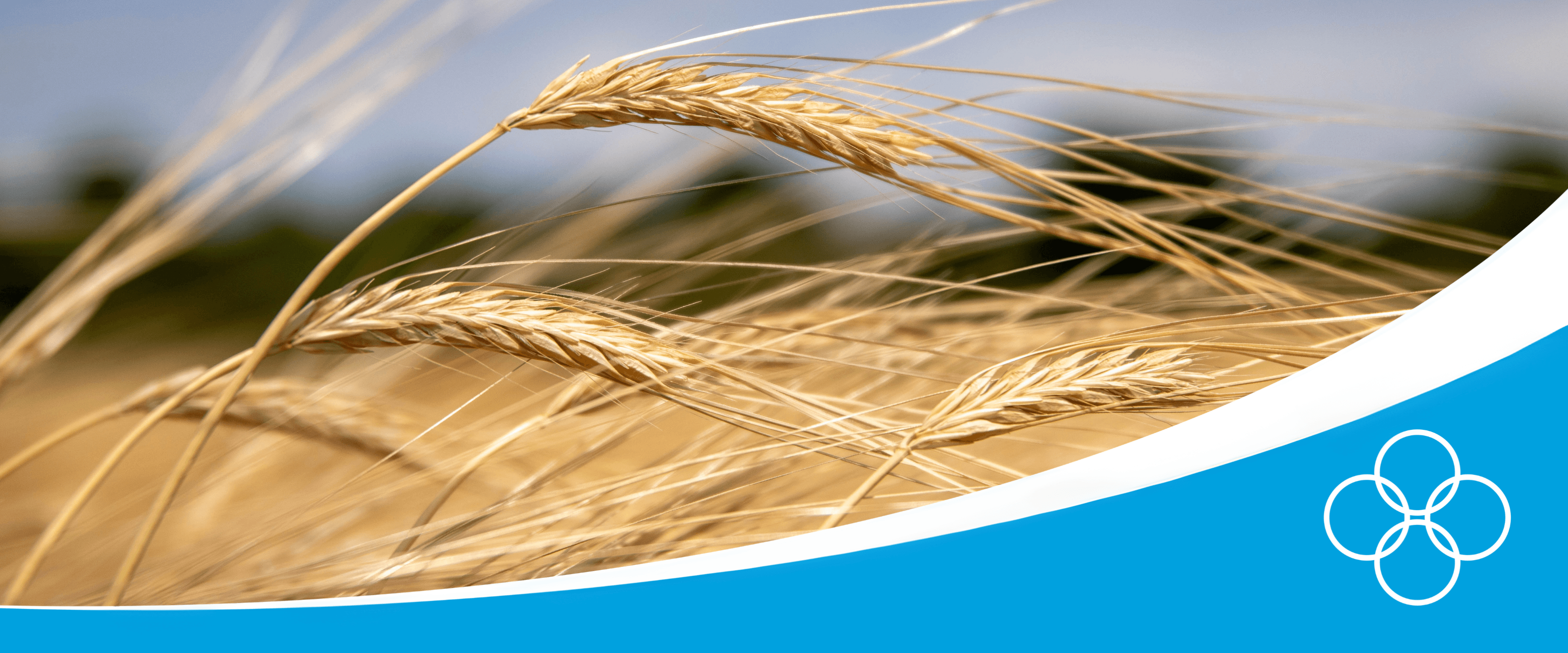 Grains