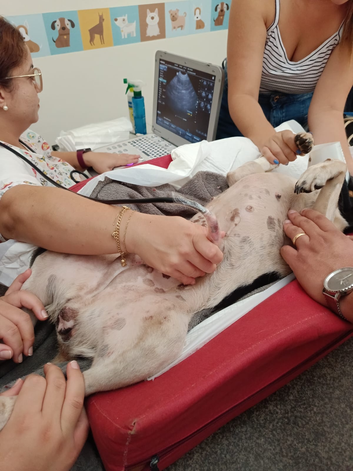 Ultrassonografia em animais