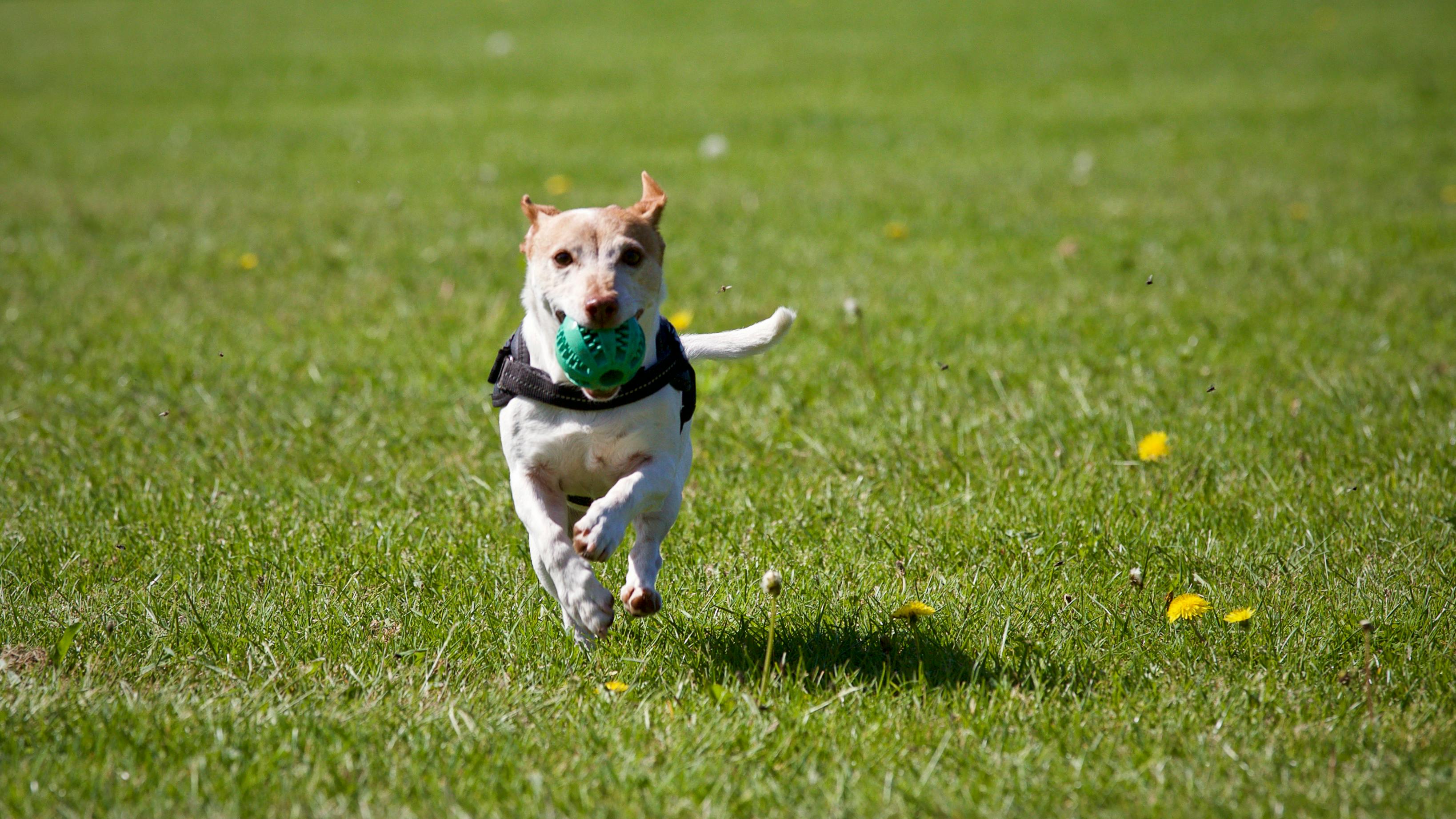 A dog fetching the ball