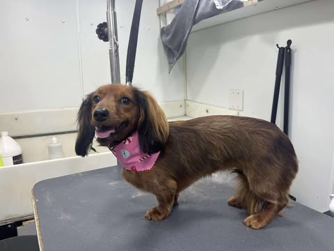 Extra Small Dogs Grooming Gallery Of Photos - Wags To Riches Dog Grooming