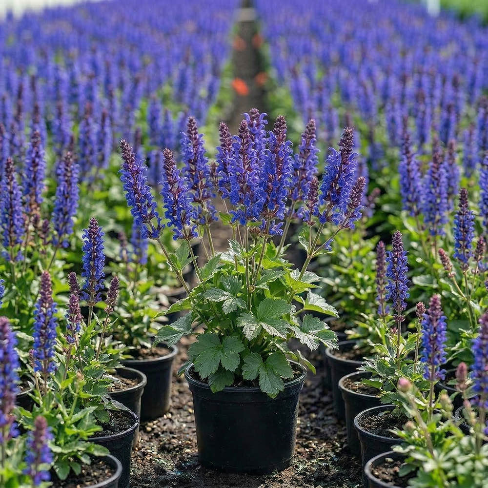 Salvia Marvel Blue