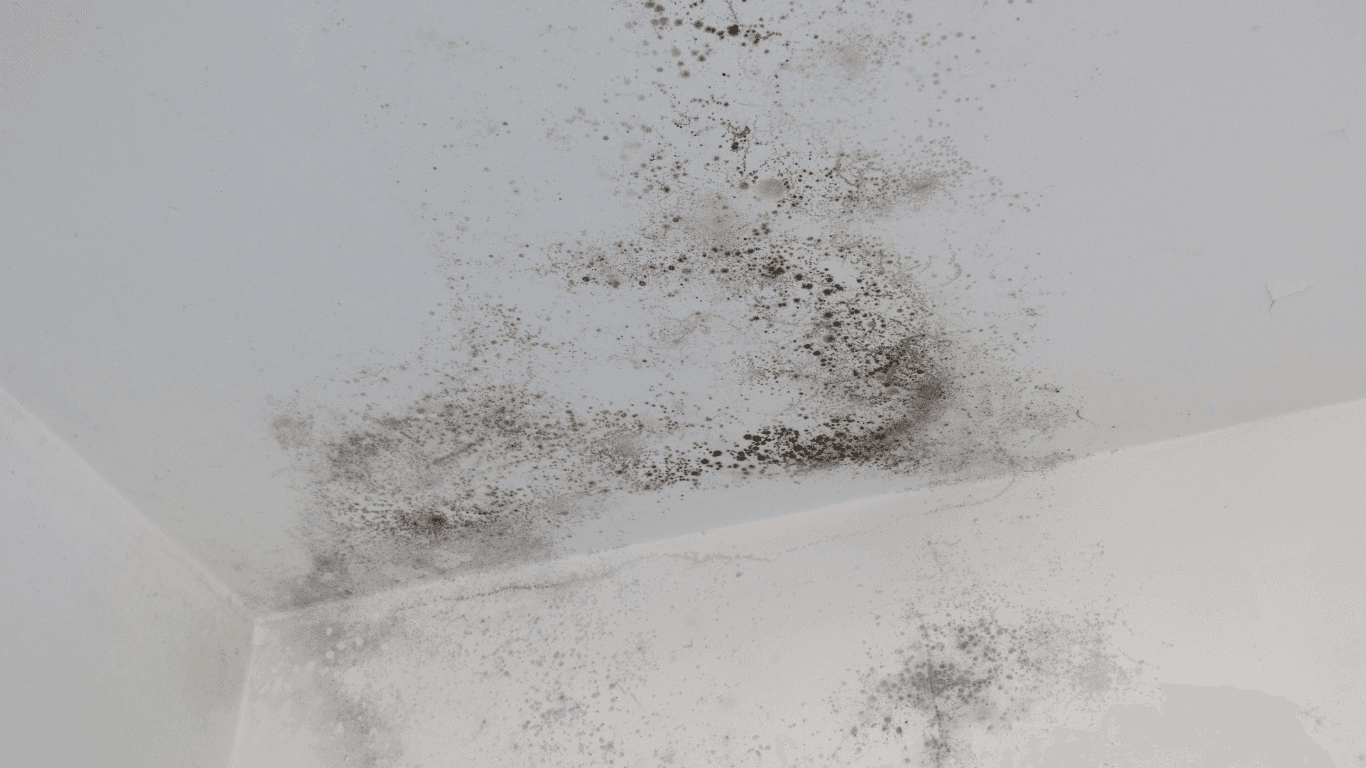 image of mold colonies