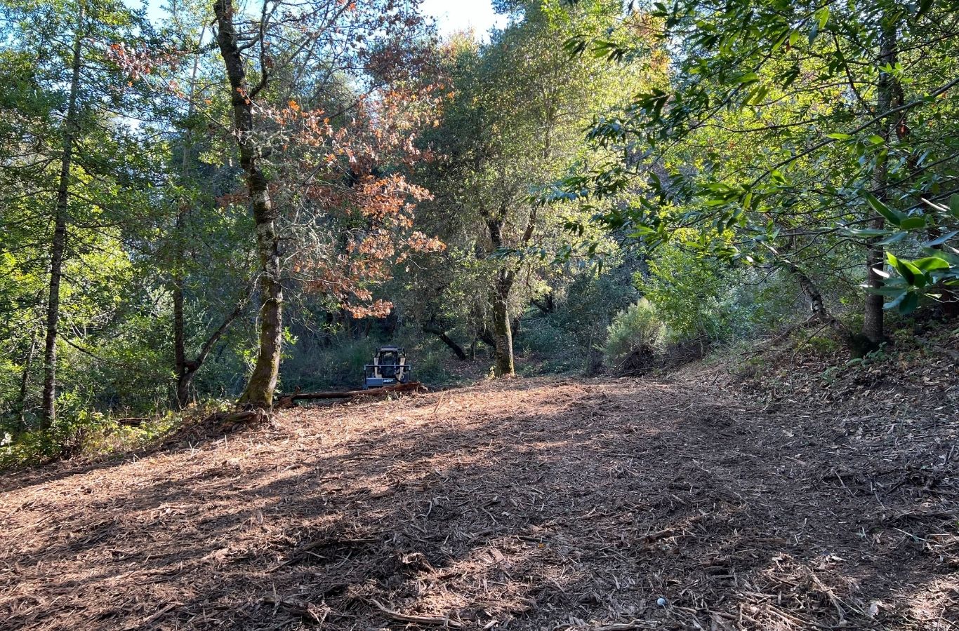 Lisac General Engineering team clearing dense coastal vegetation in Santa Cruz, CA with precision machinery for site preparation.