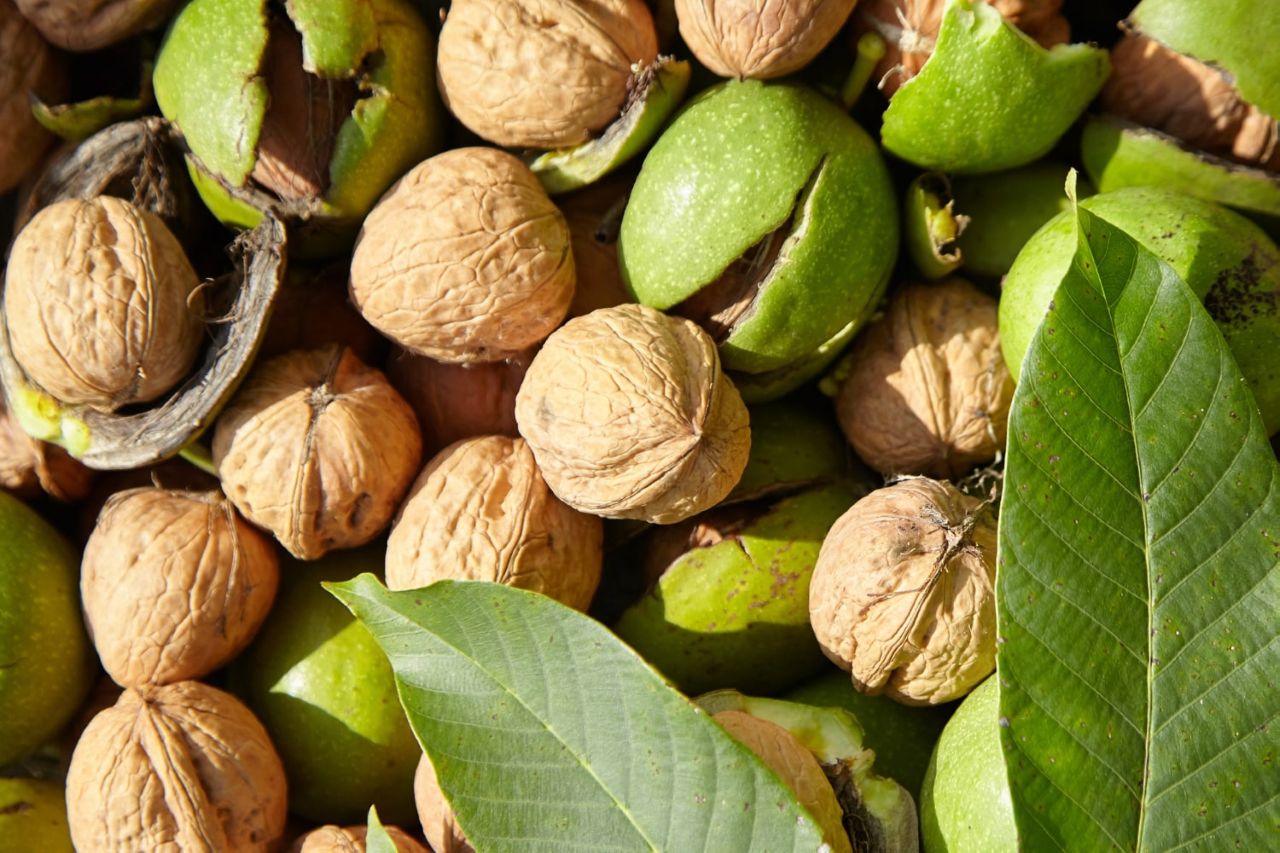 καρποί καρυδιάς