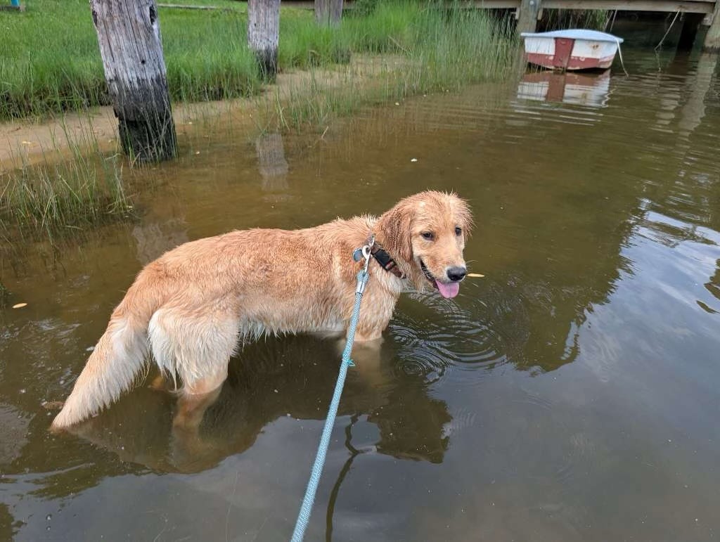 Golden retriever wading in shallow water during private dog walking in Towson, Maryland