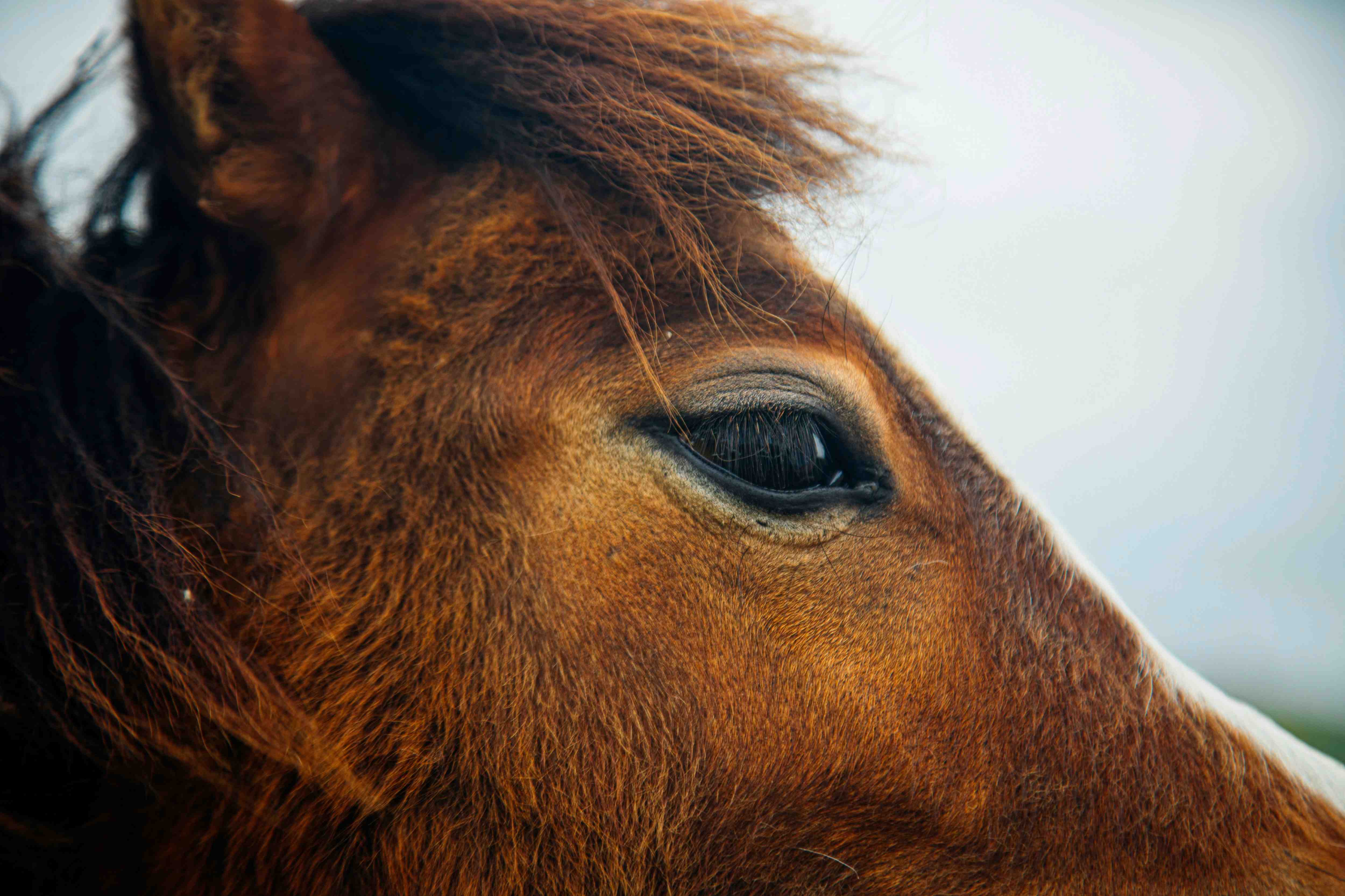 Horse closeup