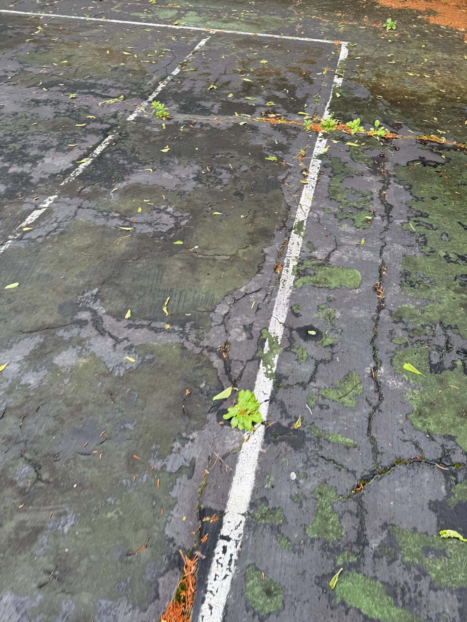 Close-up of heavy cracking and moss on the old court surface in Cincinnati, OH