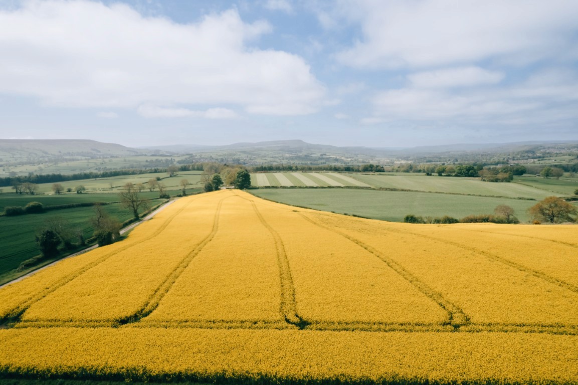 A drone shot of a yellow rapeseed field.