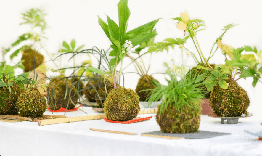 Yoga studio with mats, bolsters, blocks, and plants.