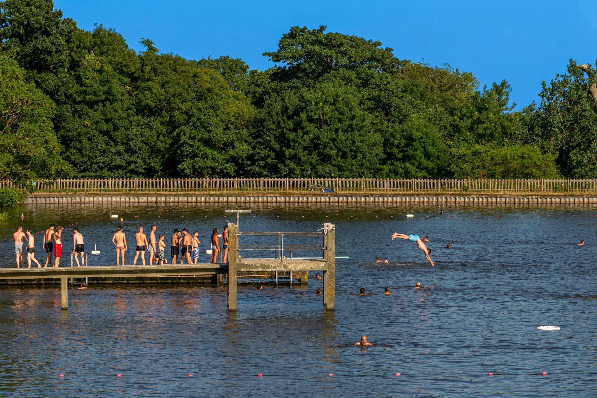 A swimmer diving from the board into the Men's Bathing Pond on Hampstead Heath, London, with trees in the background