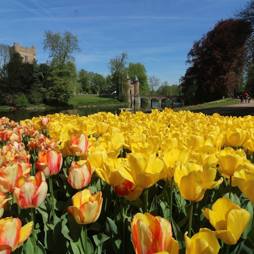 城堡的门楼与主塔和郁金香