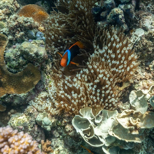 外礁浮潜探险之旅