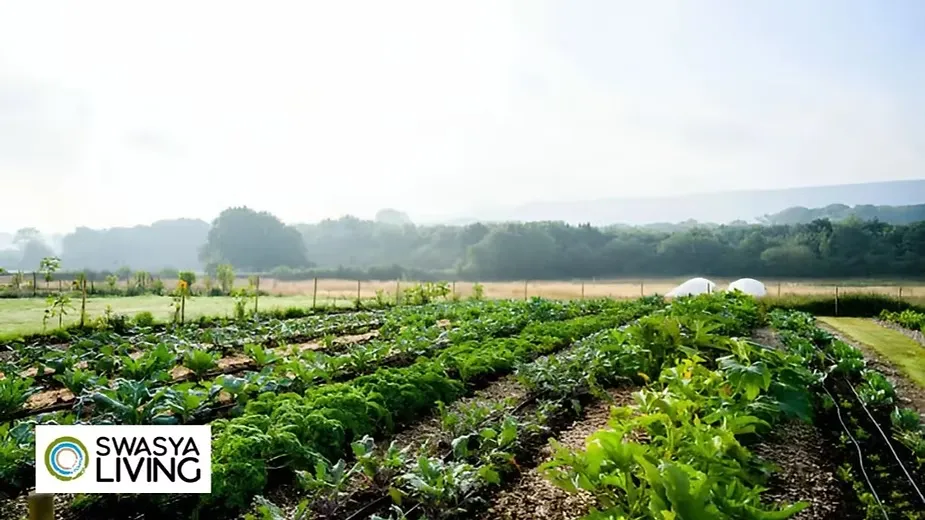 Permaculture Farming in india