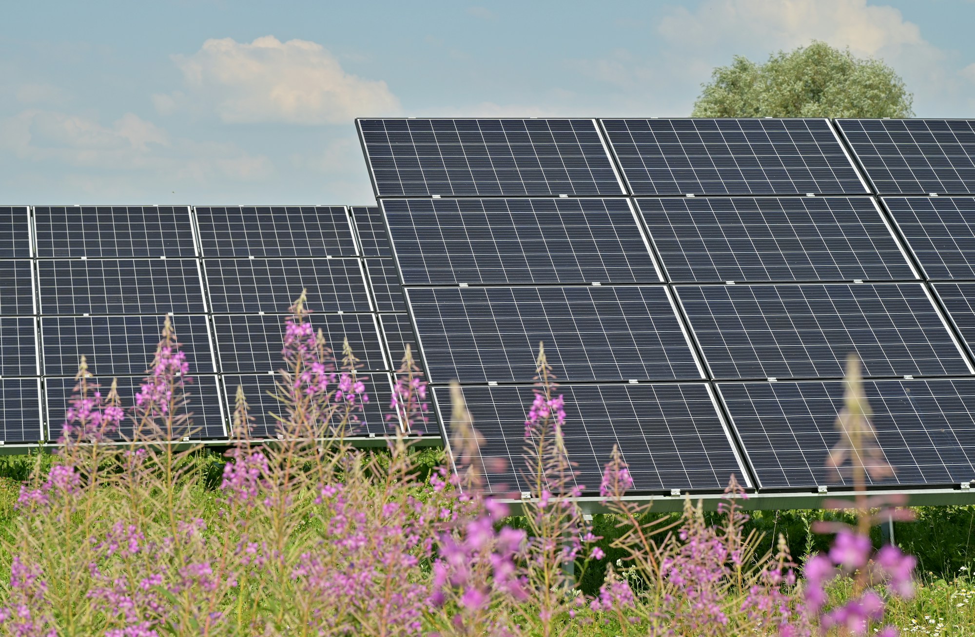 Rows of solar panels above a field of pink wild flowers