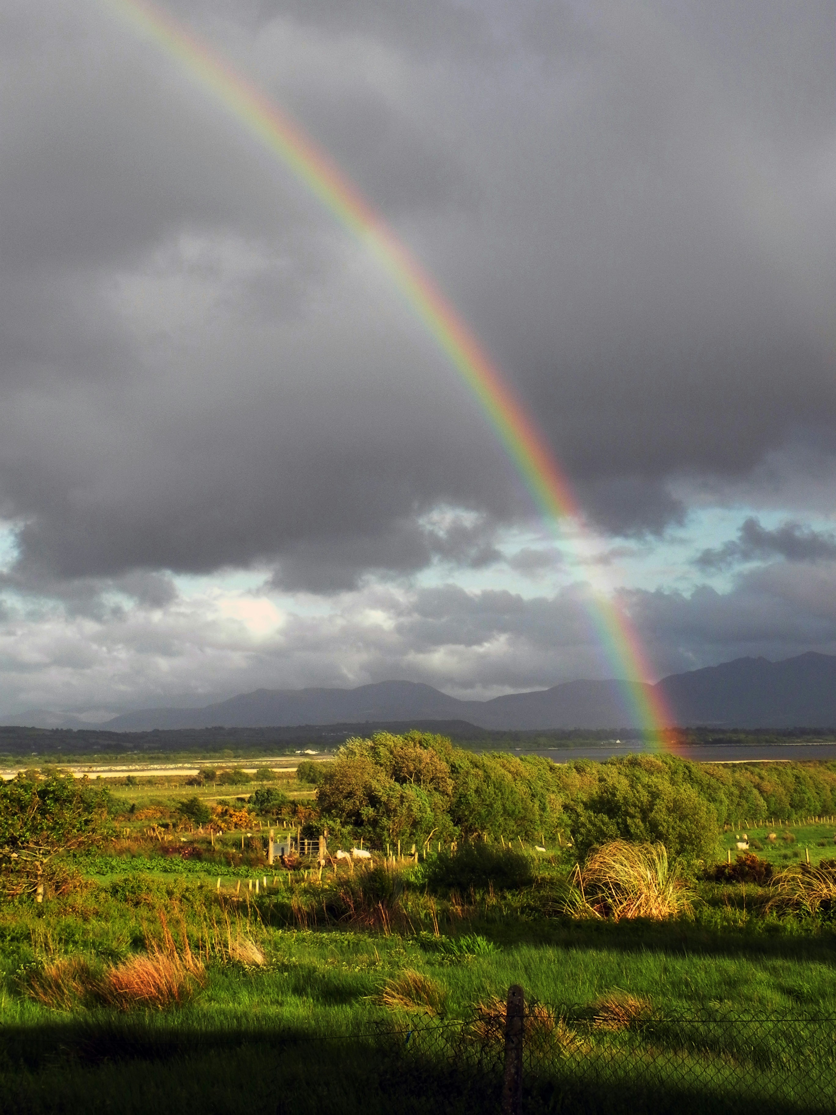 green grass field under rainbow