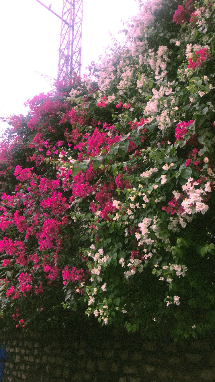 Photo of pink and white flowers