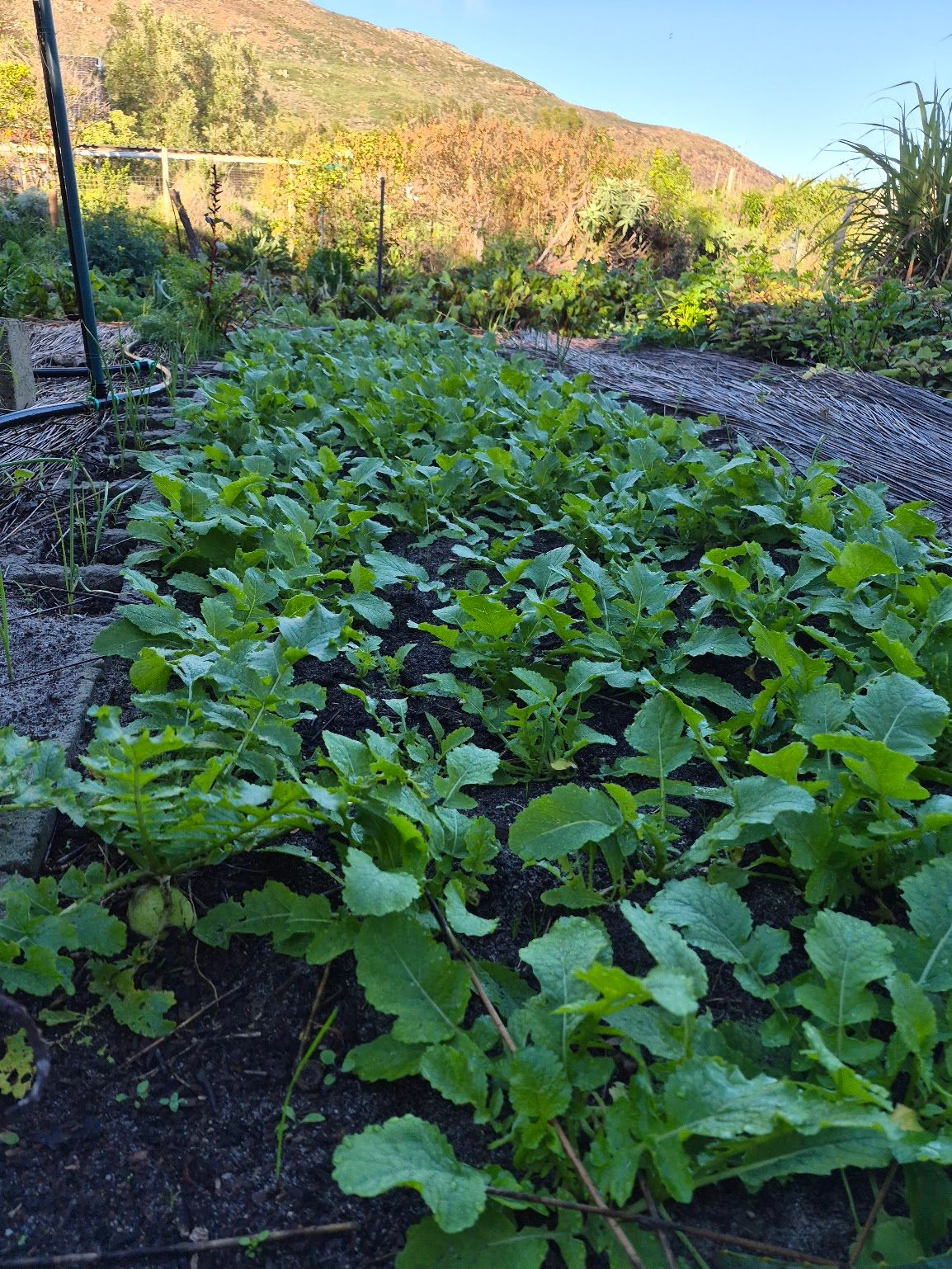 How to have a great growing season