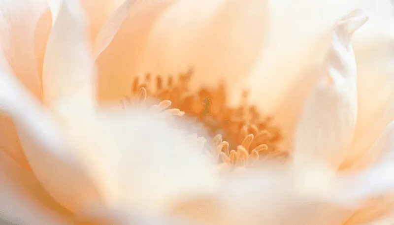 Card Background Image