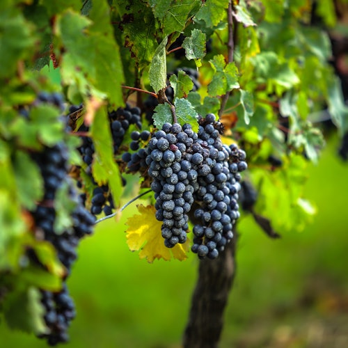 Clusters of ripe purple grapes hang from a vine, surrounded by green leaves in a vineyard.