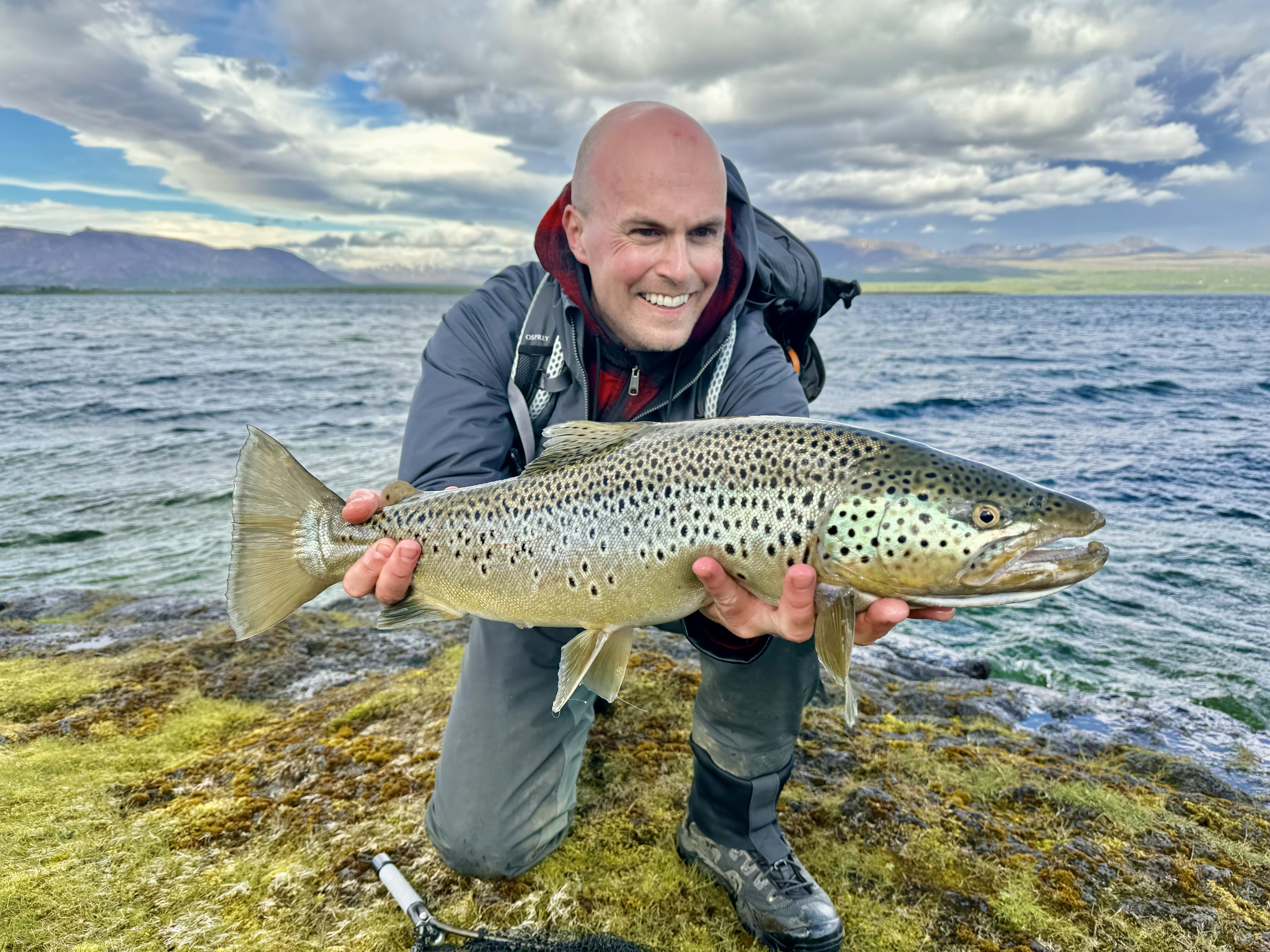 Island, Brown Trout, Arctic char, fjeldørred
