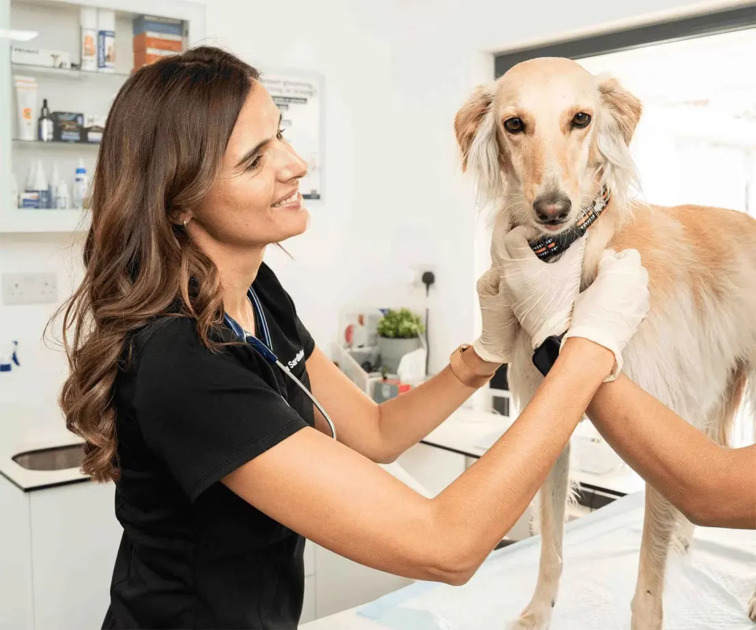 Our head veterinarian gently administers dog vaccinations to our patient.