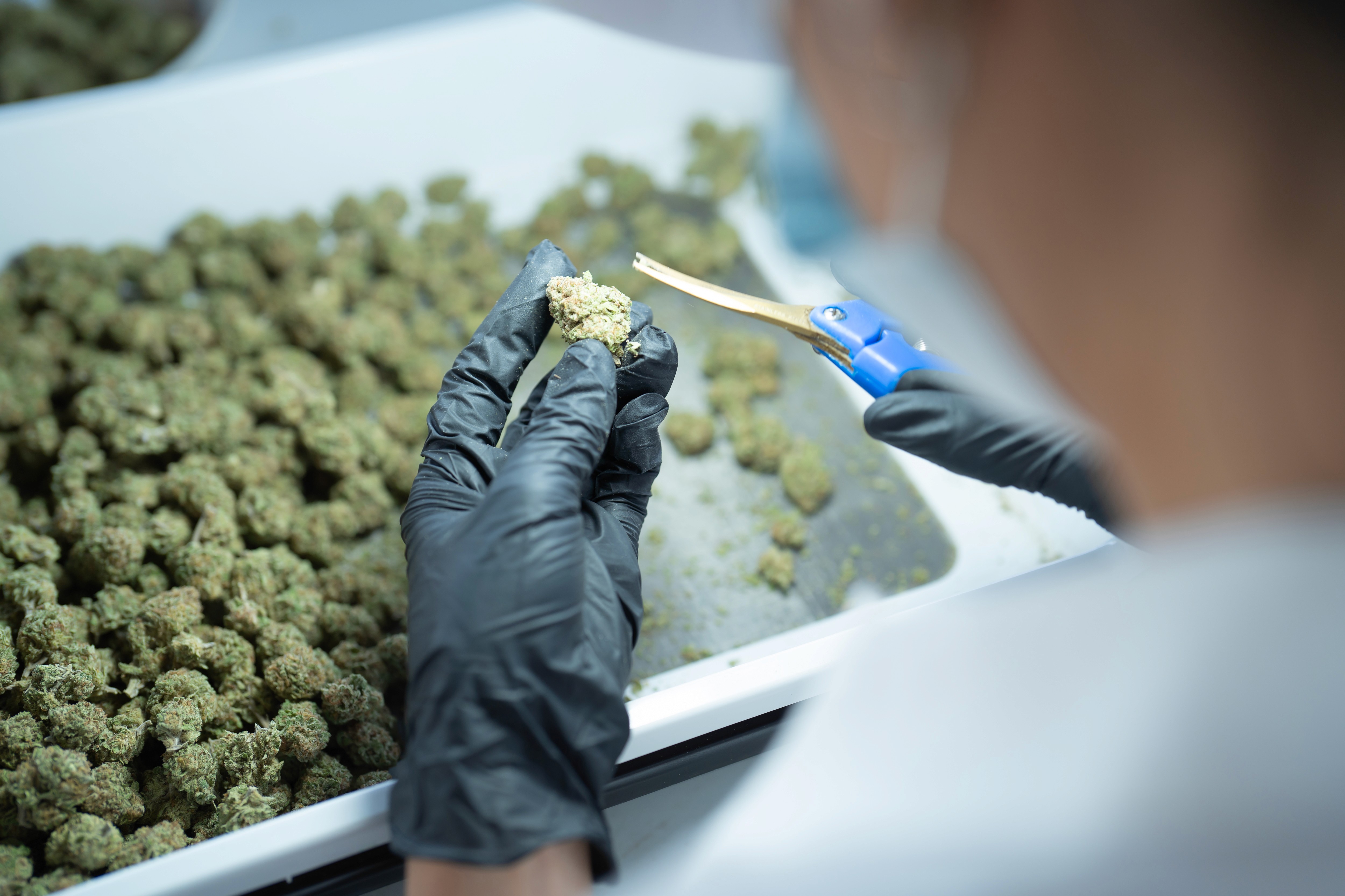Woman Cutting Canabis plant