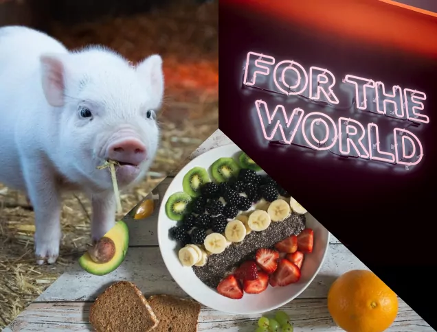 Three images, one of the words for the world, one of a piglet and one of vegan food