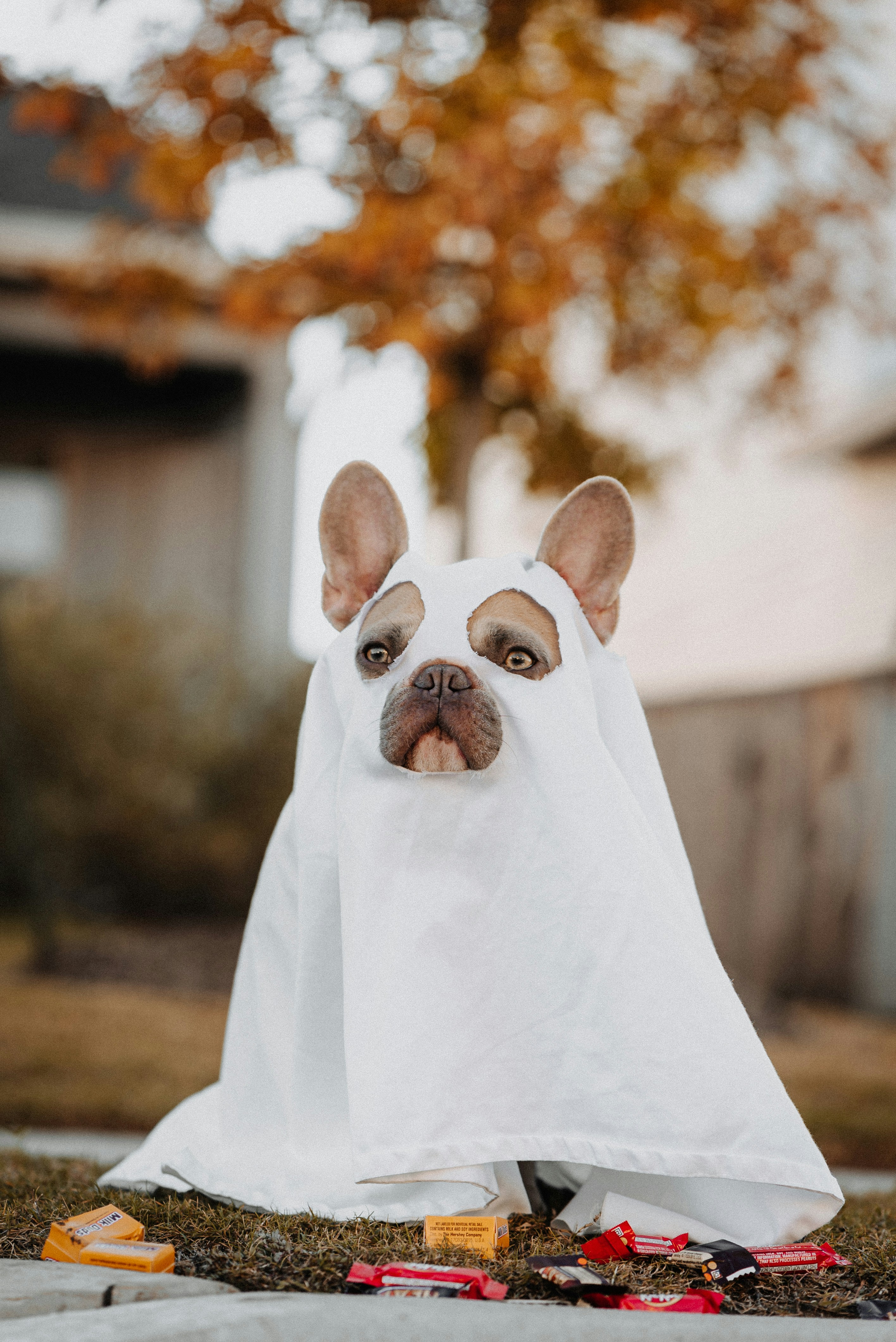 Dog in Ghost Costume