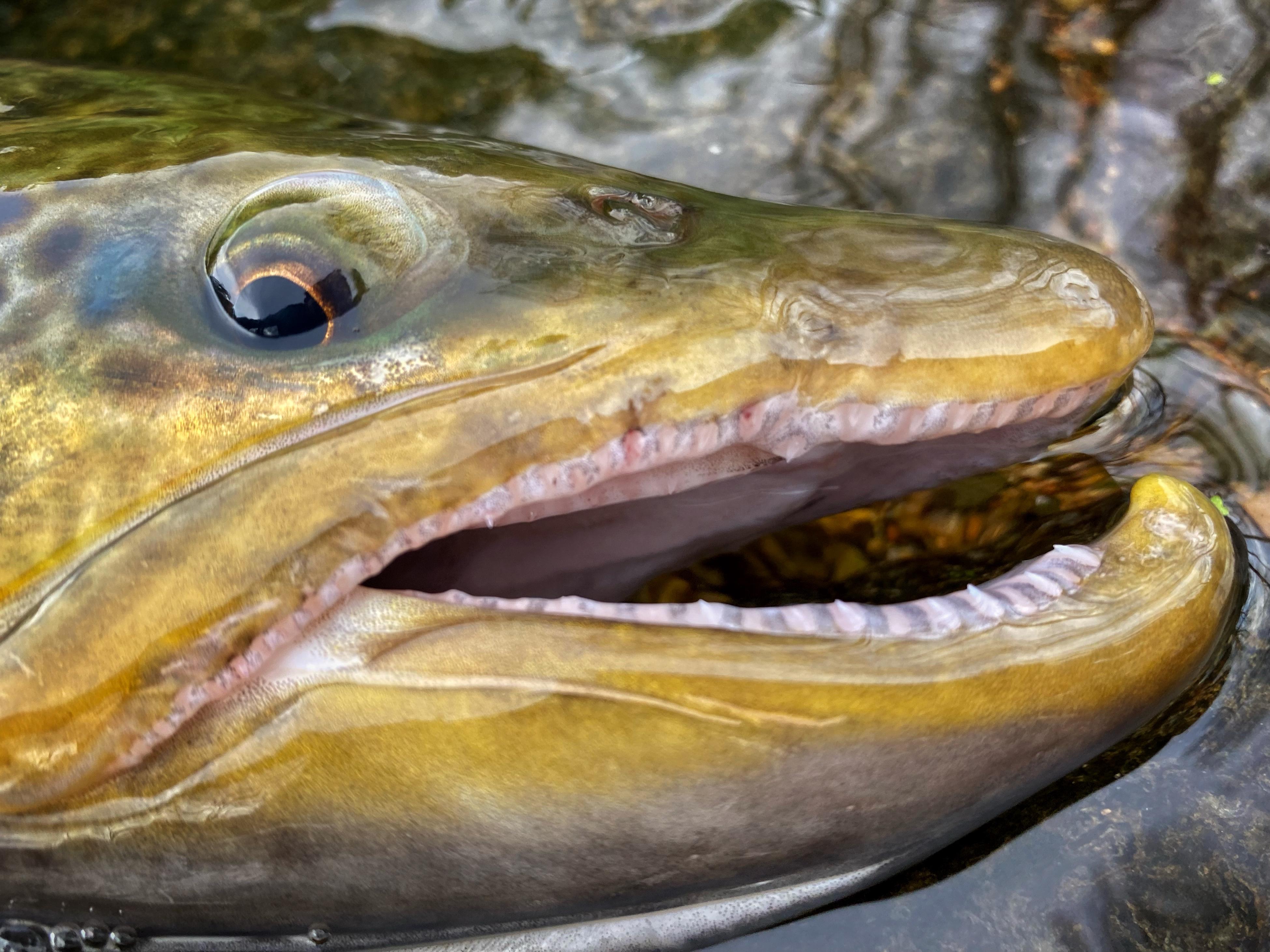 Trout caught fly fishing Barcelona