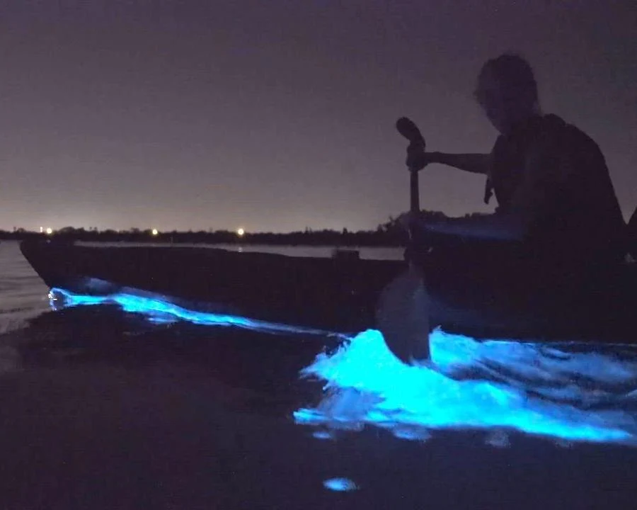 Bioluminescence kayak tour in Paquera Bay, near Santa Teresa, Costa Rica