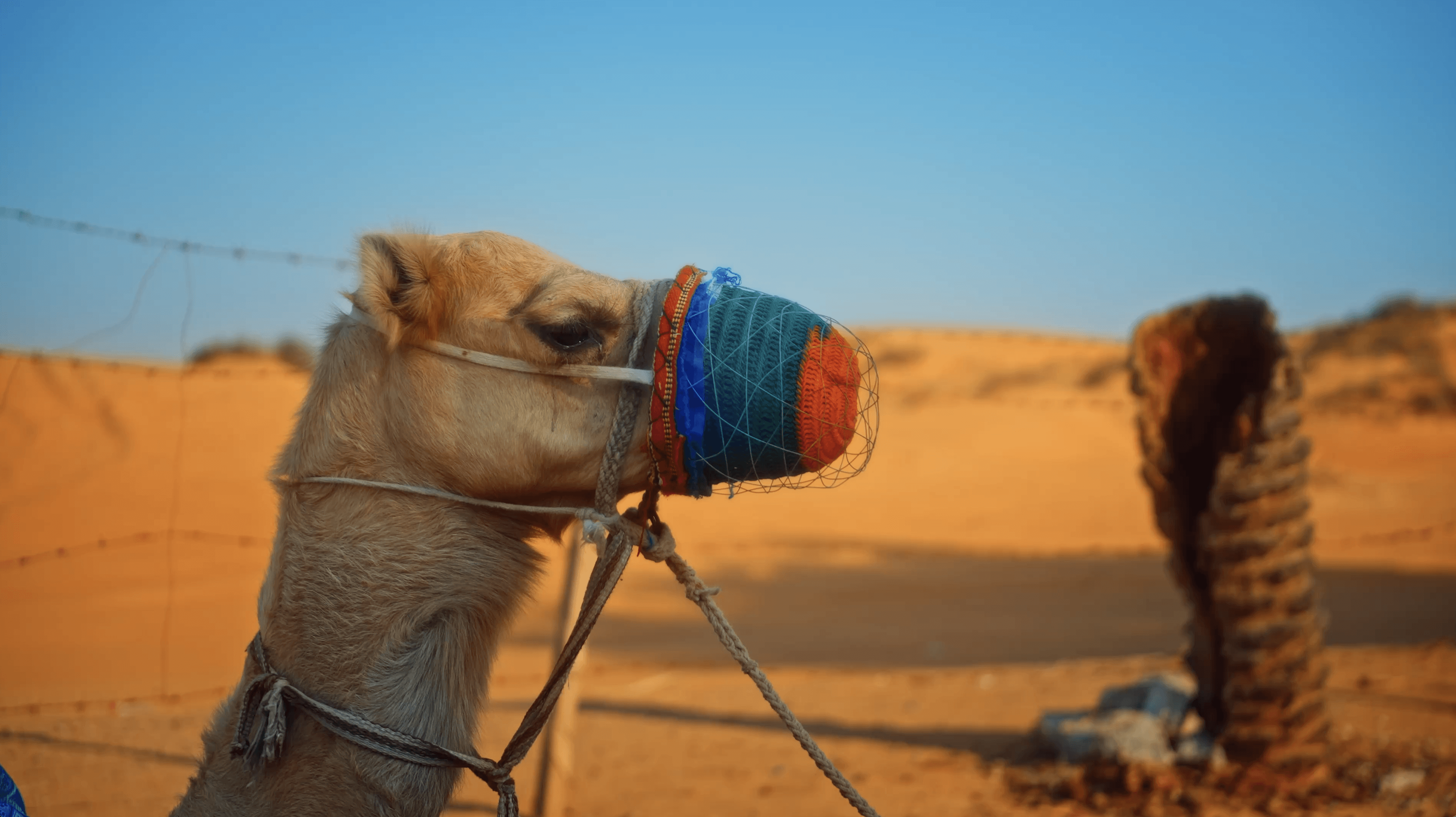 What Are The Top-Rated Desert Safari Operators In Dubai?