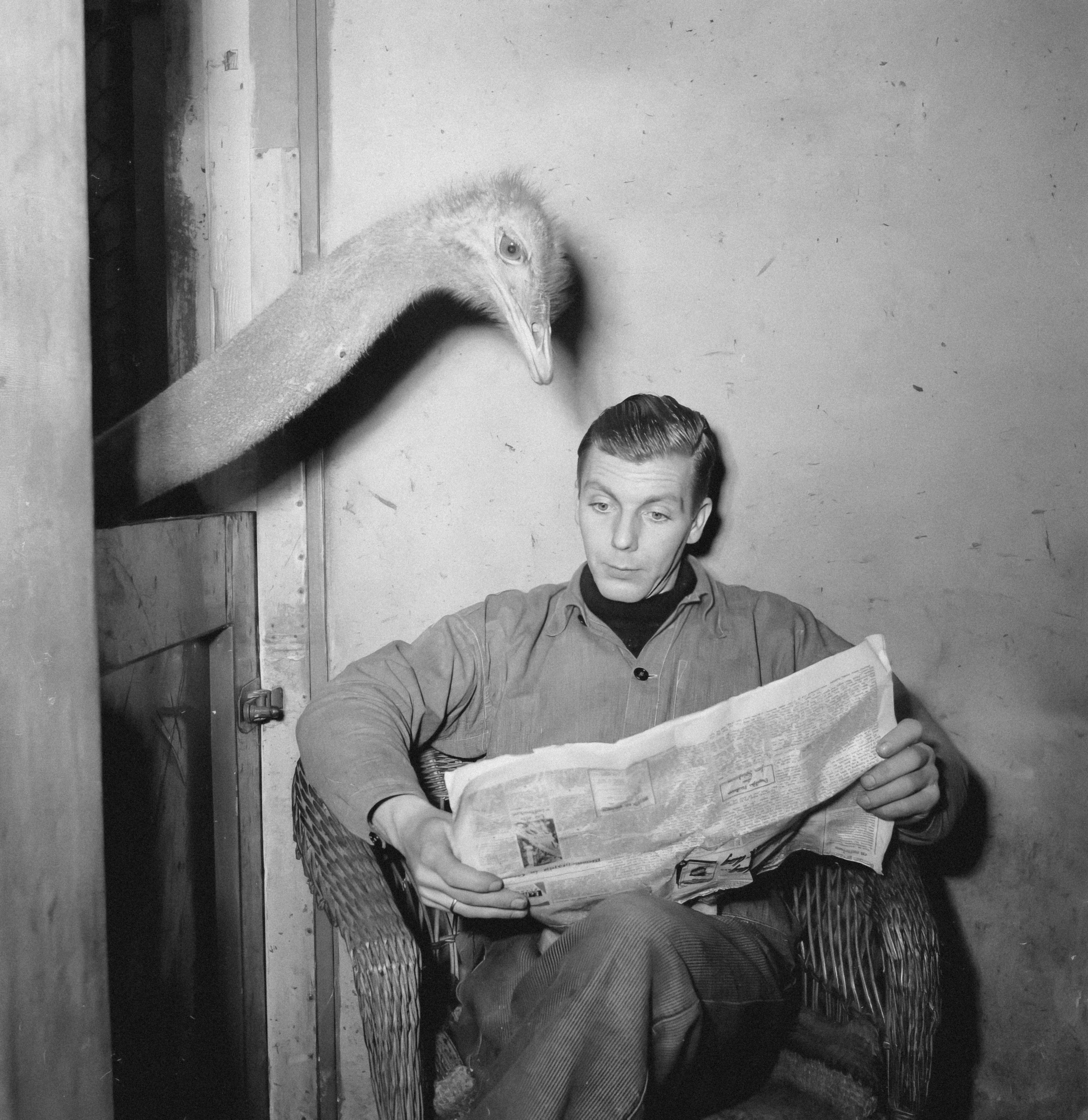 An ostrich is peeking at a man who is reading a newspaper.