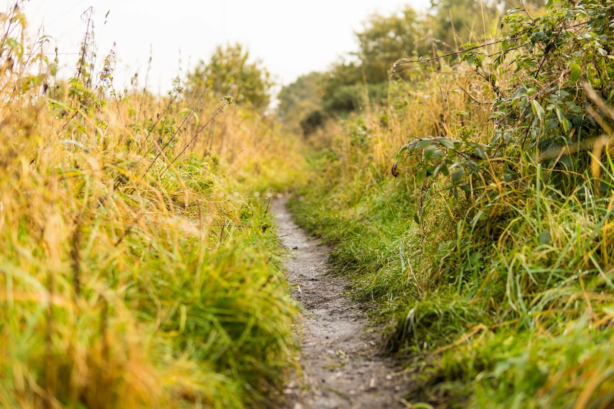 a path through a field of tall grass